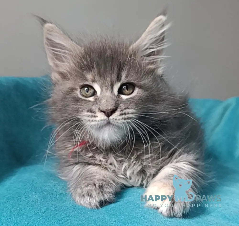 Hillary Maine Coon female blue tortie tabby live animals