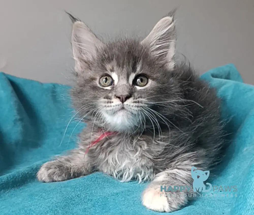 Hillary Maine Coon female blue tortie tabby live animals
