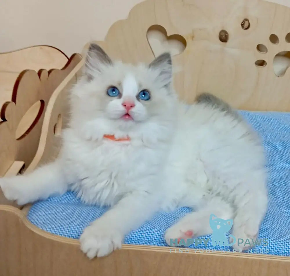 Hillary Ragdoll female blue bicolour live animals