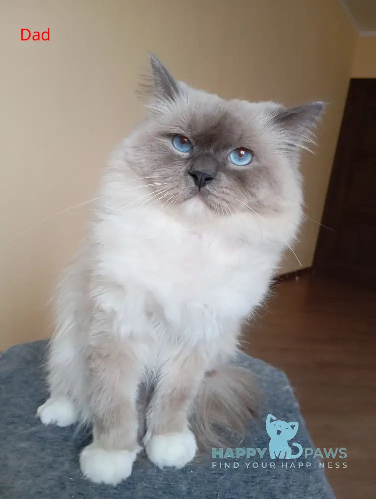 Hillary Ragdoll female blue bicolour live animals