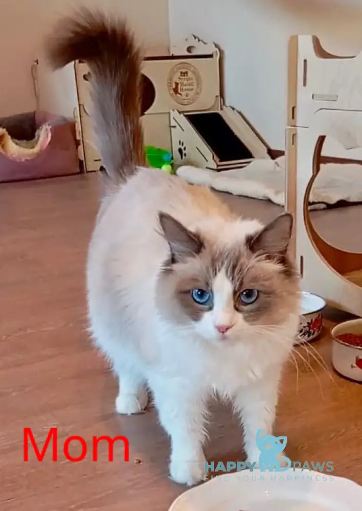 Hillary Ragdoll female blue bicolour live animals
