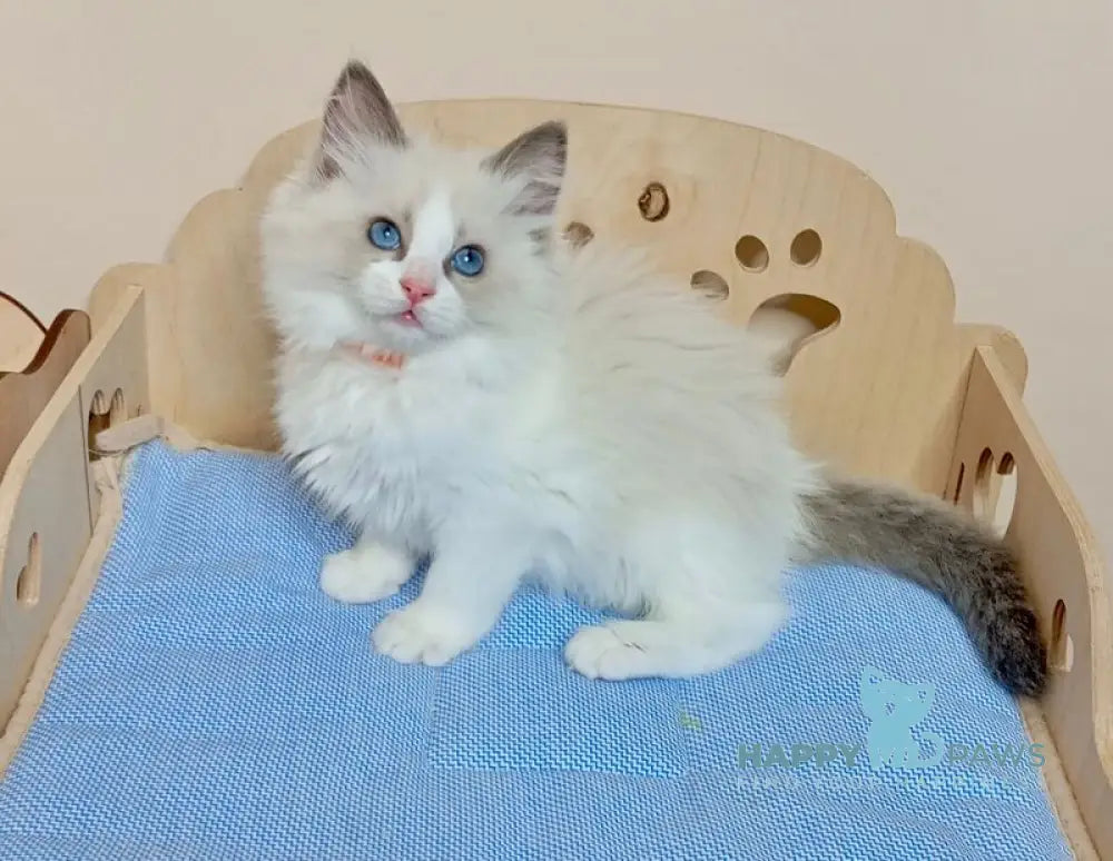 Hillary Ragdoll female blue bicolour live animals