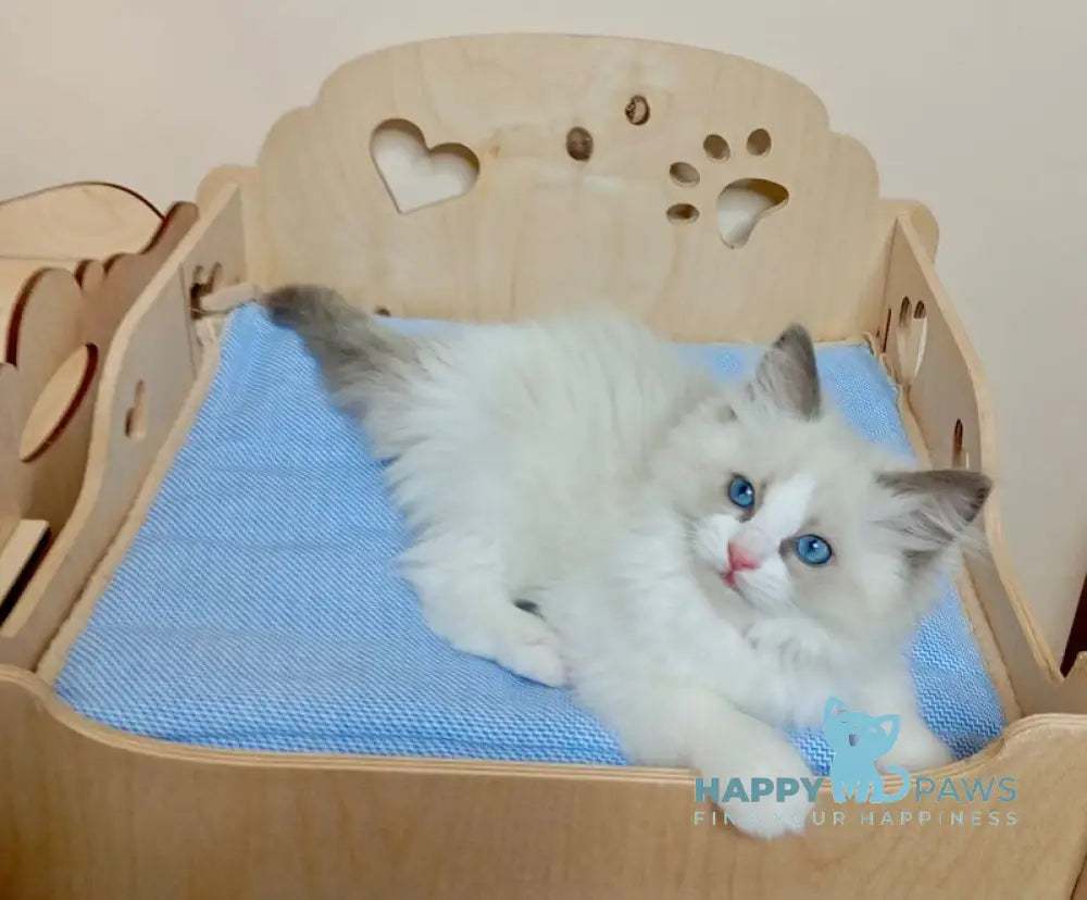 Hillary Ragdoll female blue bicolour live animals