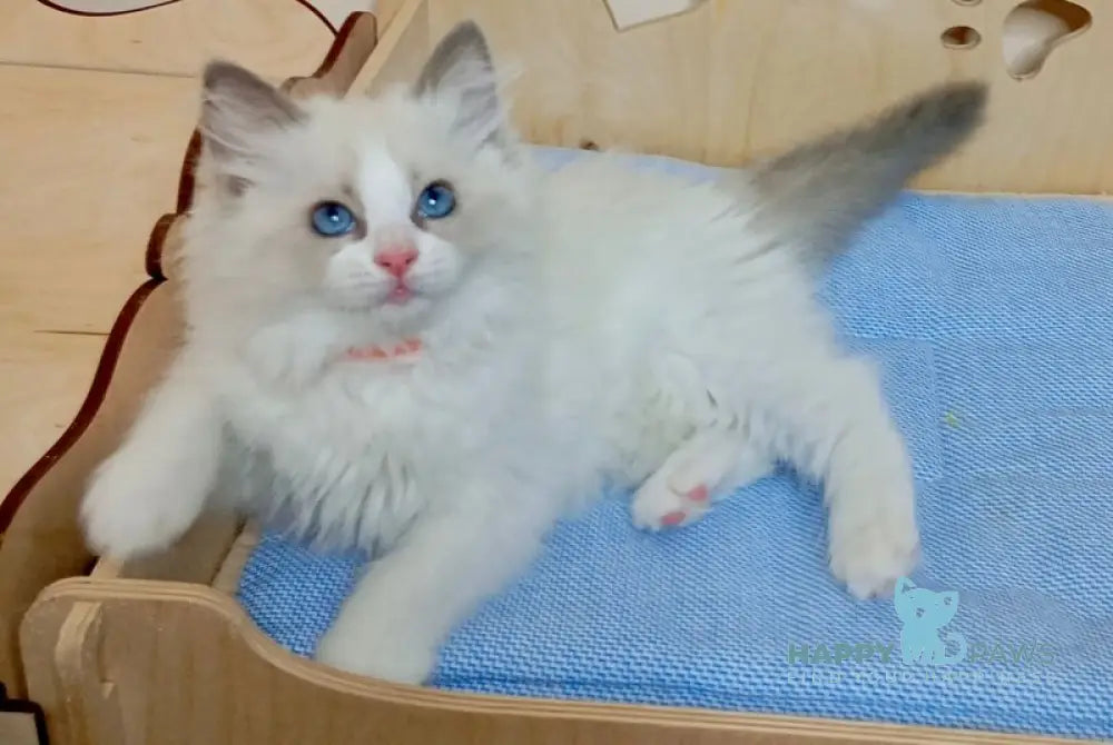 Hillary Ragdoll female blue bicolour live animals