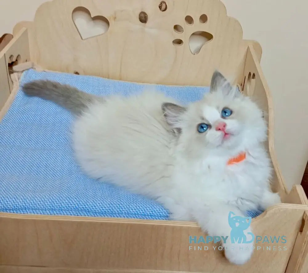Hillary Ragdoll female blue bicolour live animals