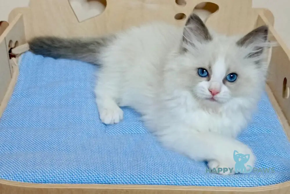 Hillary Ragdoll female blue bicolour live animals