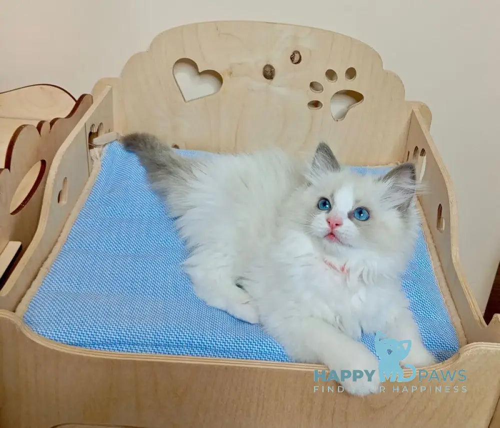 Hillary Ragdoll female blue bicolour live animals
