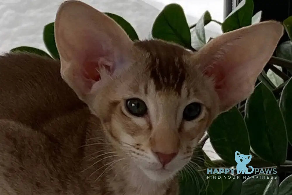 Hilli Siamese female cinnamon ticked tabby live animals