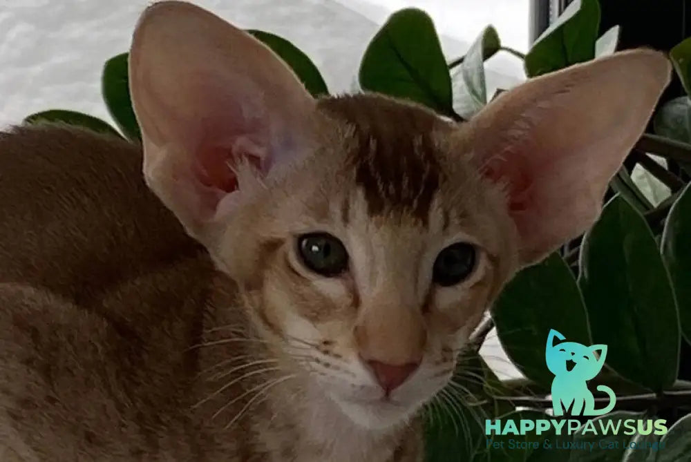 Hilli Siamese female cinnamon ticked tabby live animals