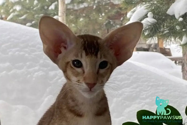 Hilli Siamese female cinnamon ticked tabby live animals