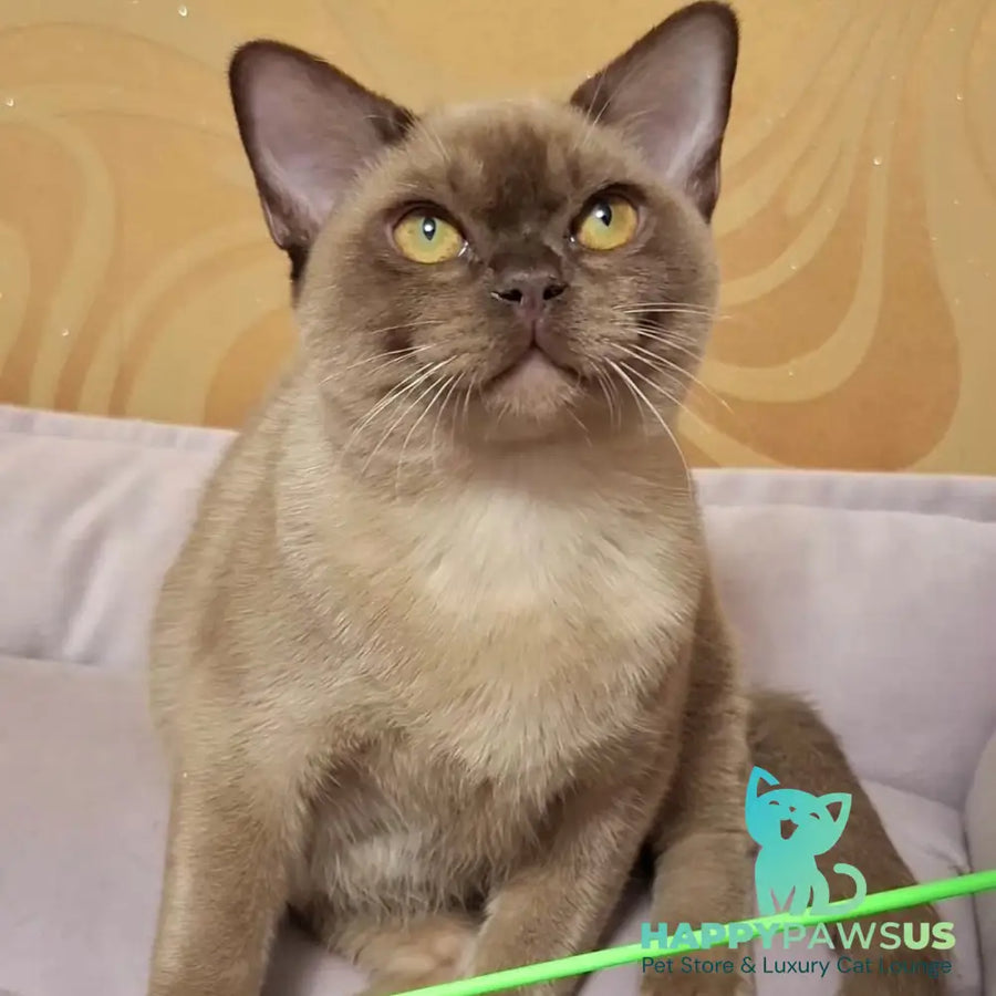 Hilton Burmese male chocolate - live animals