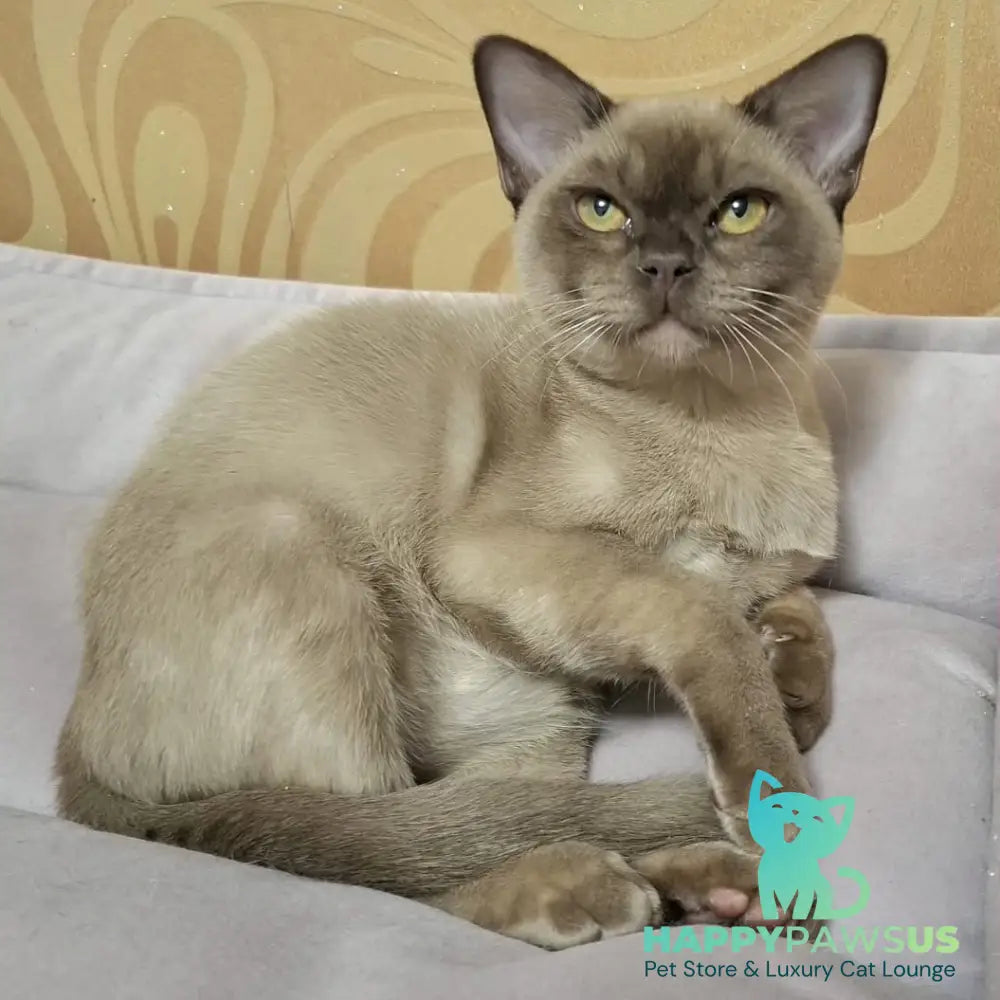 Hilton Burmese male chocolate - live animals