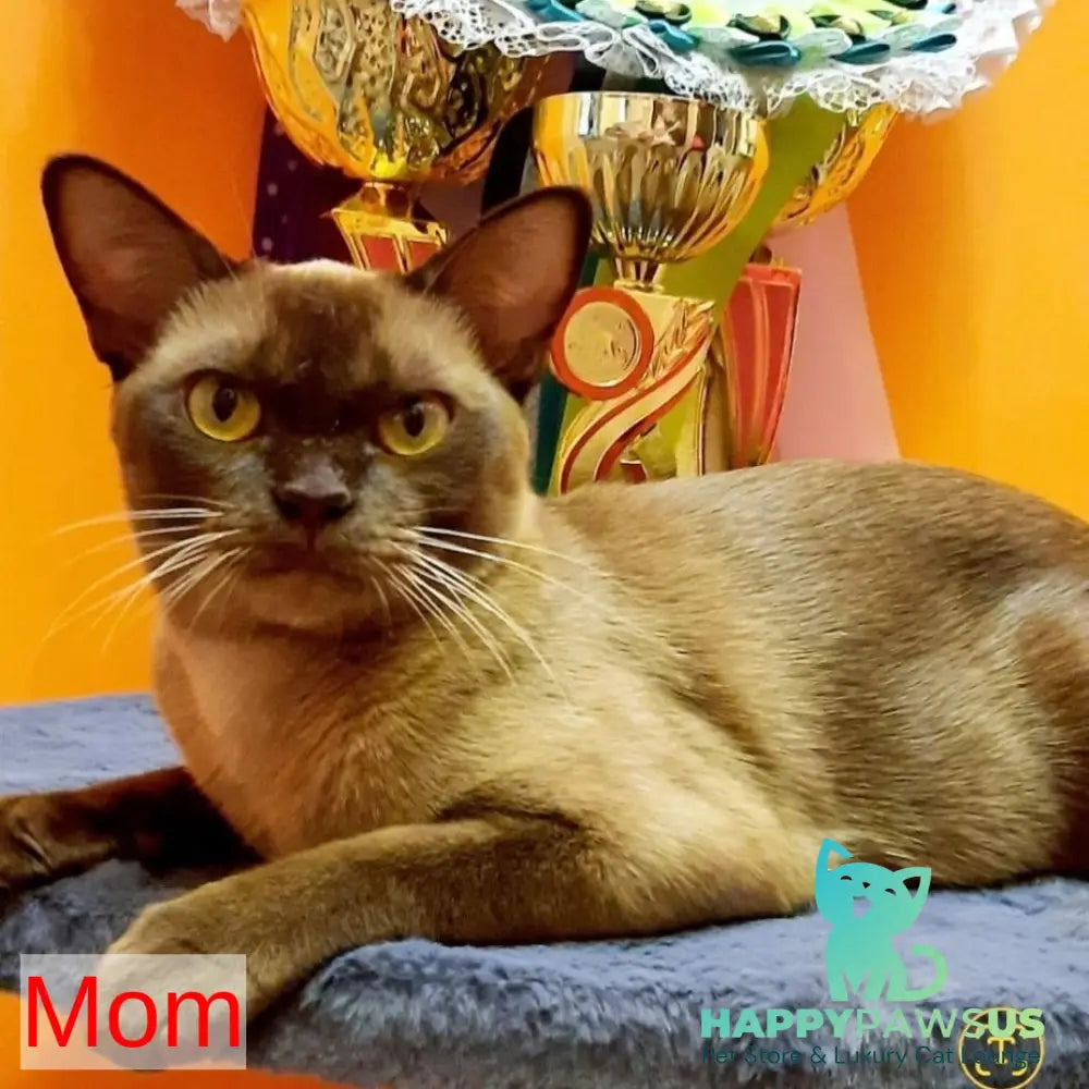 Hilton Burmese male chocolate - live animals