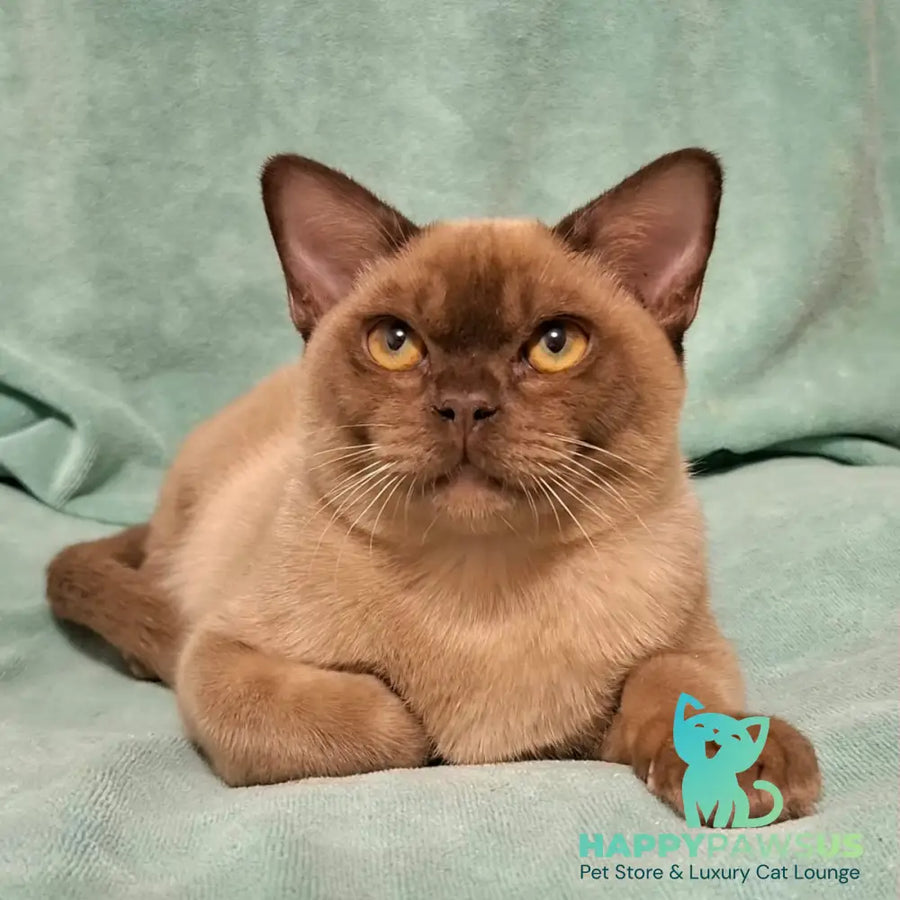 Hilton Burmese male chocolate - live animals