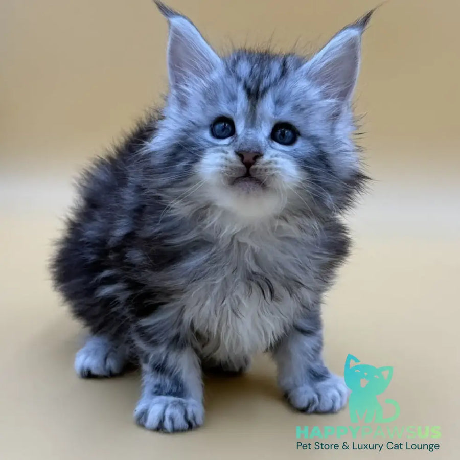 Hilton Maine Coon male black silver tabby - live animals