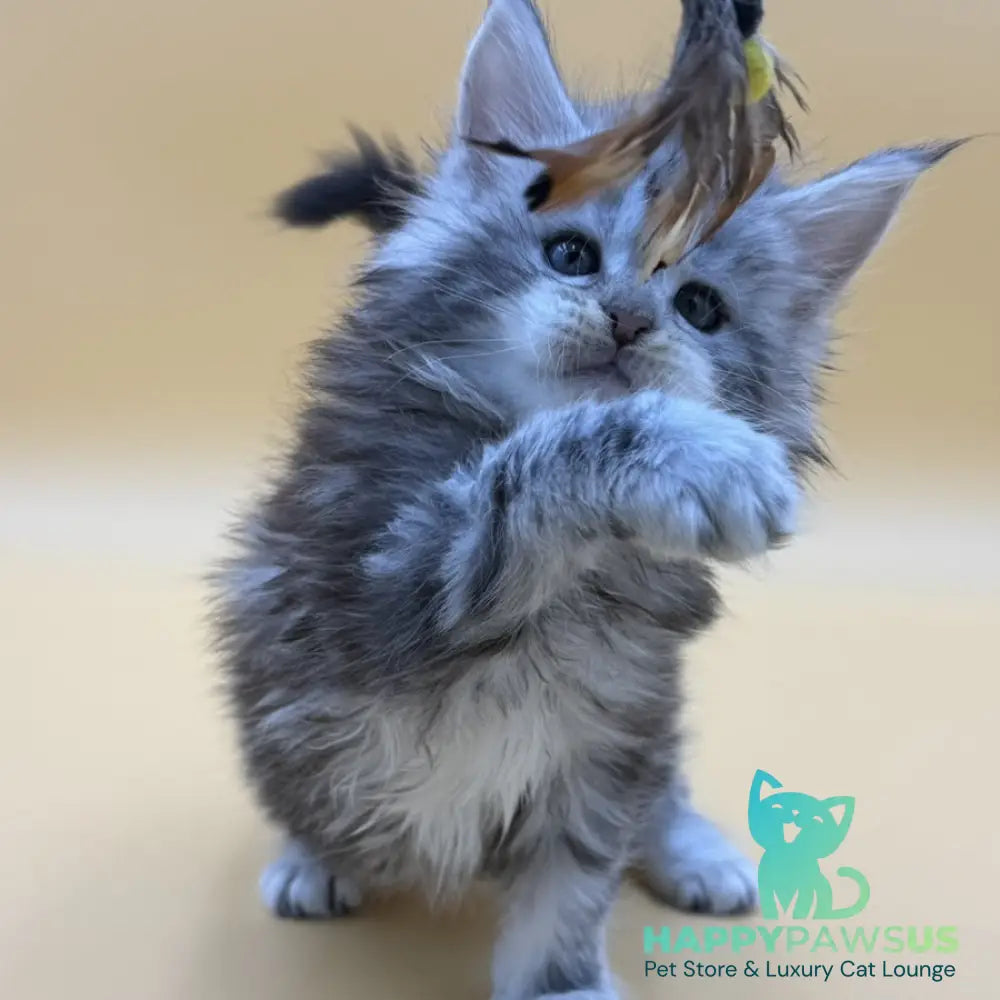 Hilton Maine Coon male black silver tabby - live animals