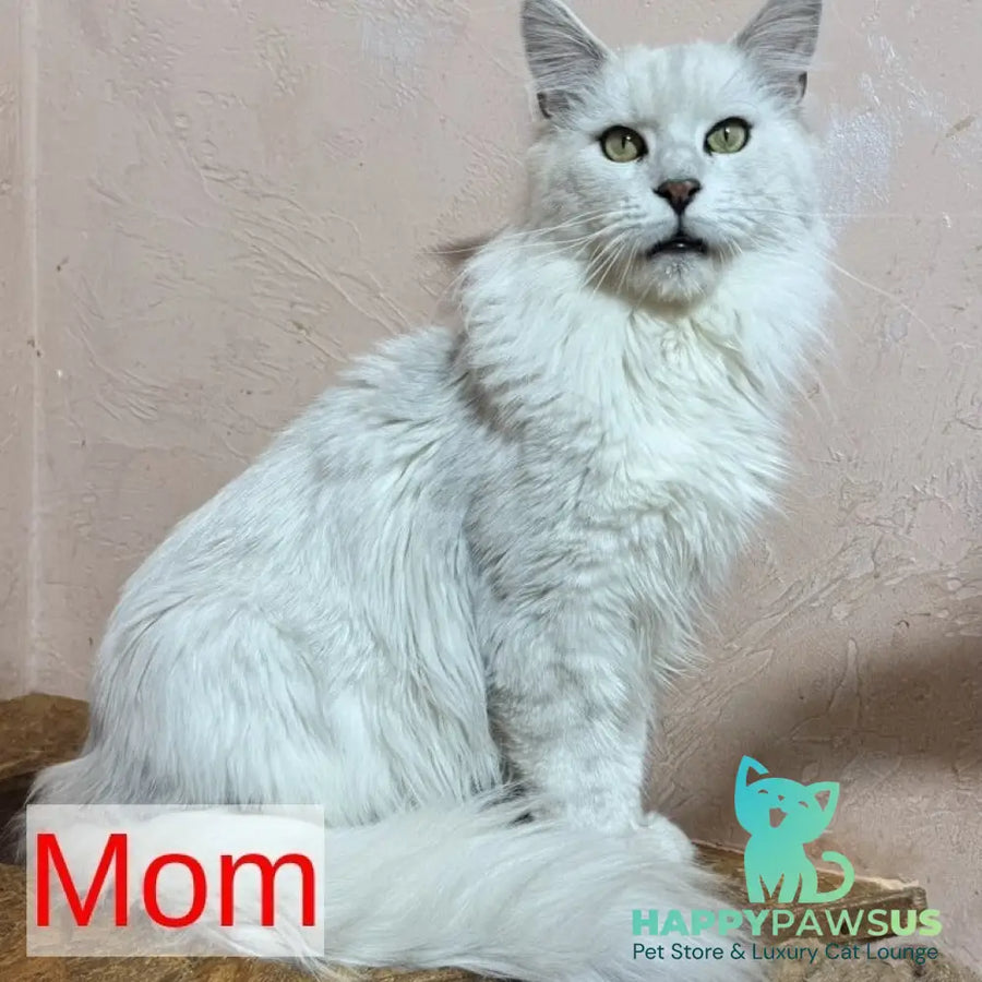 Hilton Maine Coon male black silver tabby - live animals
