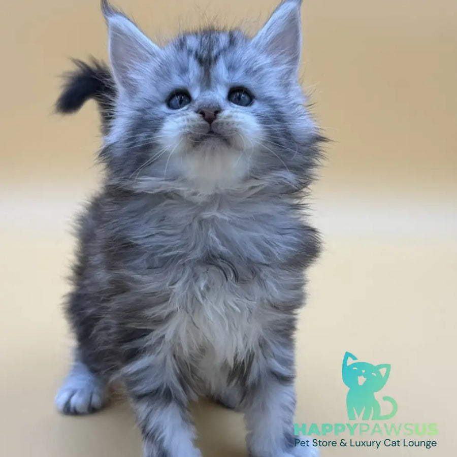 Hilton Maine Coon male black silver tabby - live animals