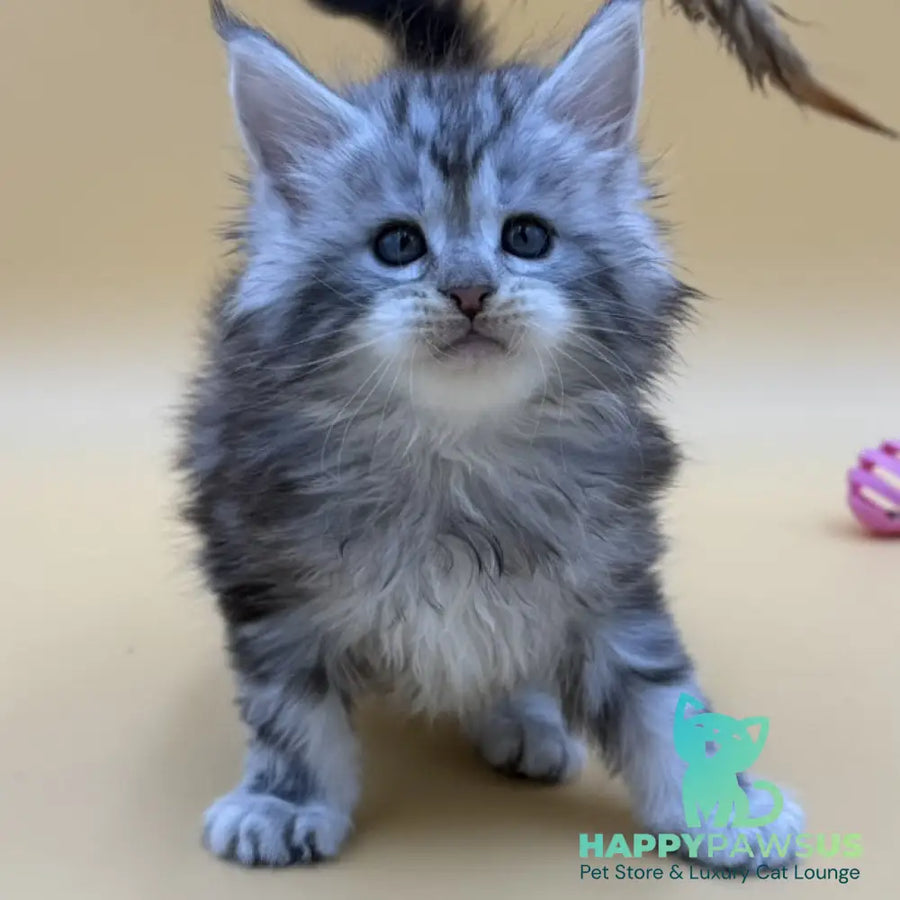 Hilton Maine Coon male black silver tabby - live animals