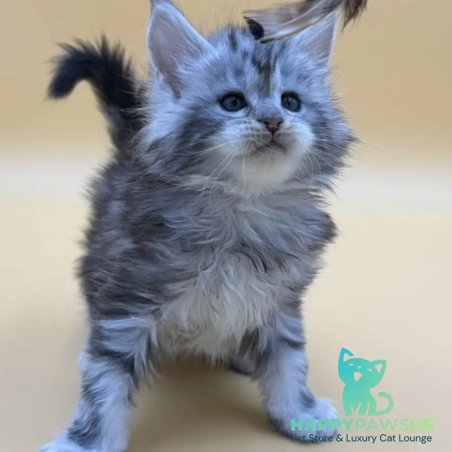 Hilton Maine Coon male black silver tabby - live animals