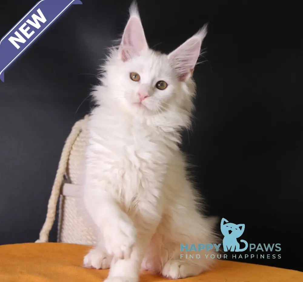 Hinami Maine Coon female white live animals