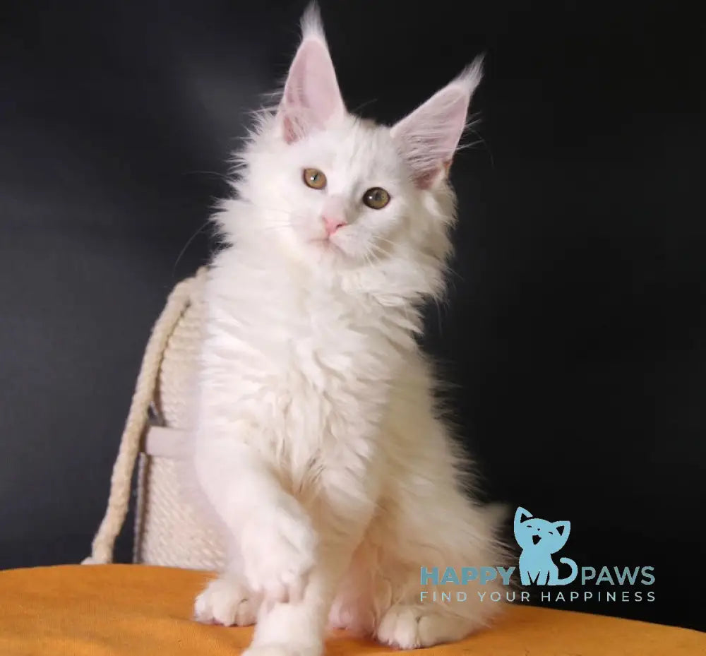 Hinami Maine Coon female white live animals