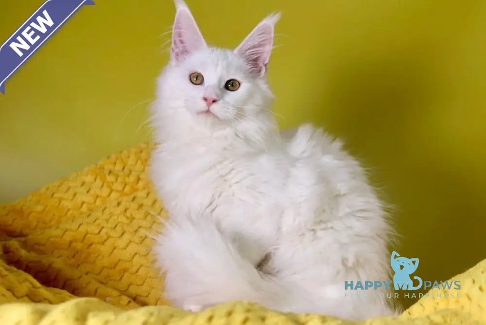 Hinami Maine Coon male white live animals