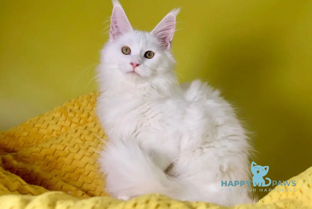Hinami Maine Coon male white live animals
