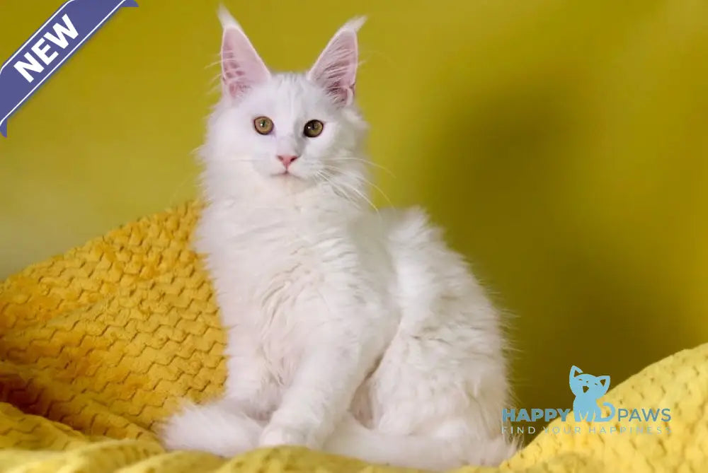 Hinami Maine Coon male white live animals