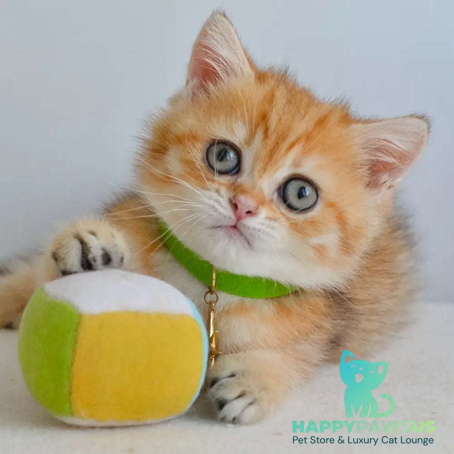 Hiro Scottish Straight male black golden spotted tabby - live animals