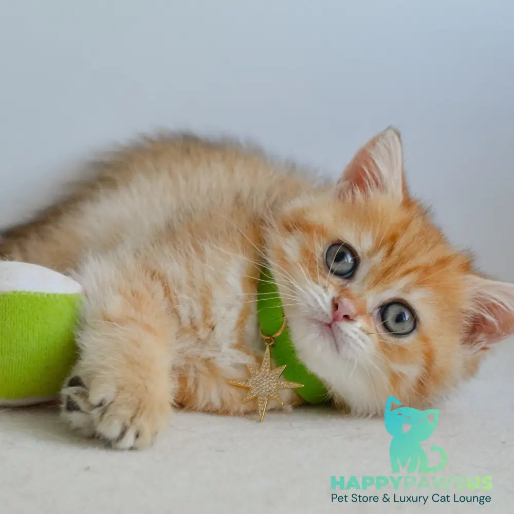 Hiro Scottish Straight male black golden spotted tabby - live animals