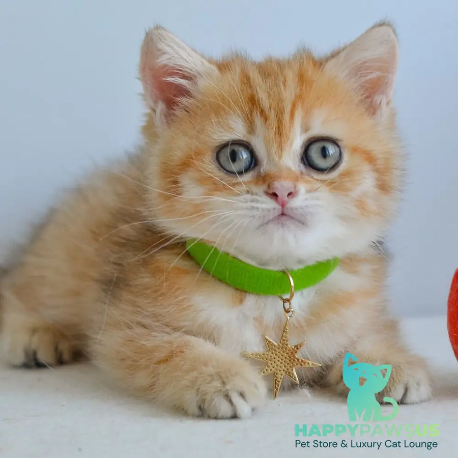 Hiro Scottish Straight male black golden spotted tabby - live animals