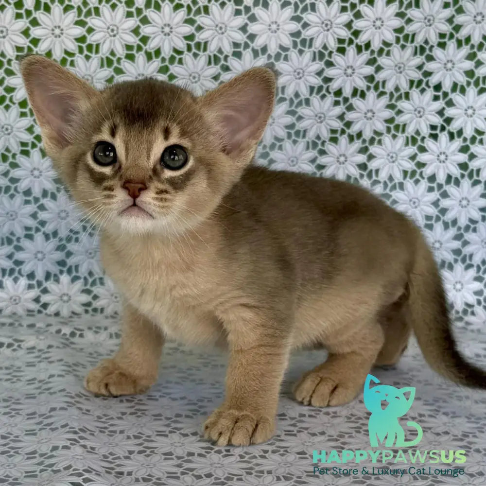 Hiron Abyssinian male blue - live animals