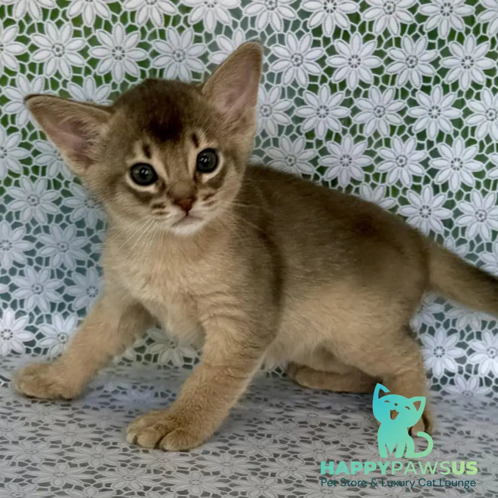 Hiron Abyssinian male blue - live animals