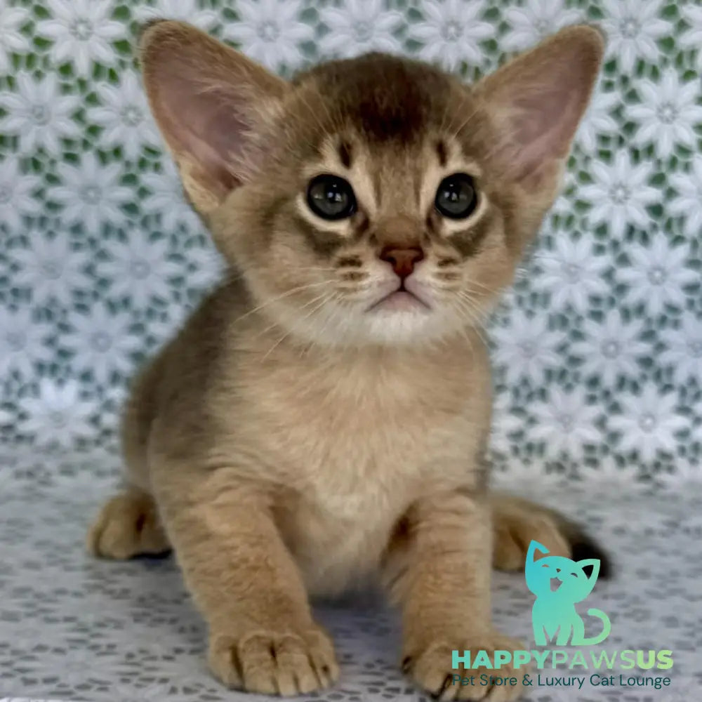 Hiron Abyssinian male blue - live animals