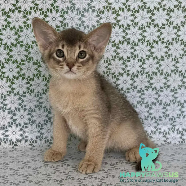 Hiron Abyssinian male blue - live animals