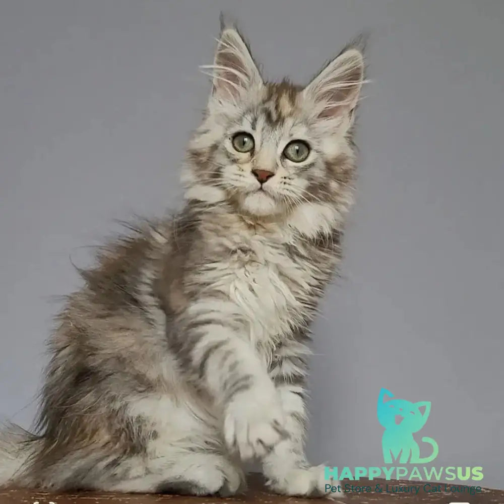 Hizar Maine Coon female black tortie silver tabby - live animals