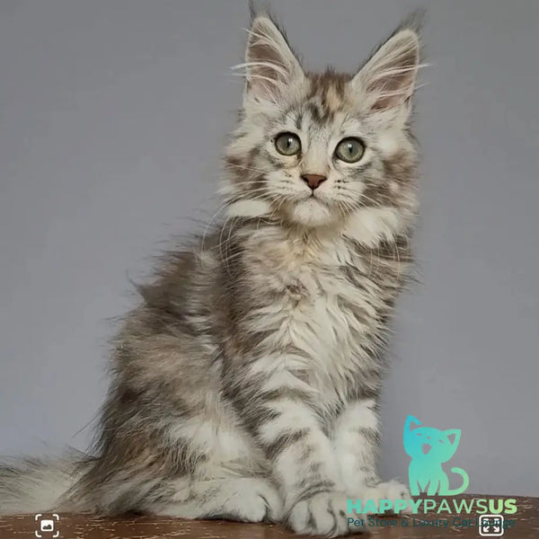 Hizar Maine Coon female black tortie silver tabby - live animals