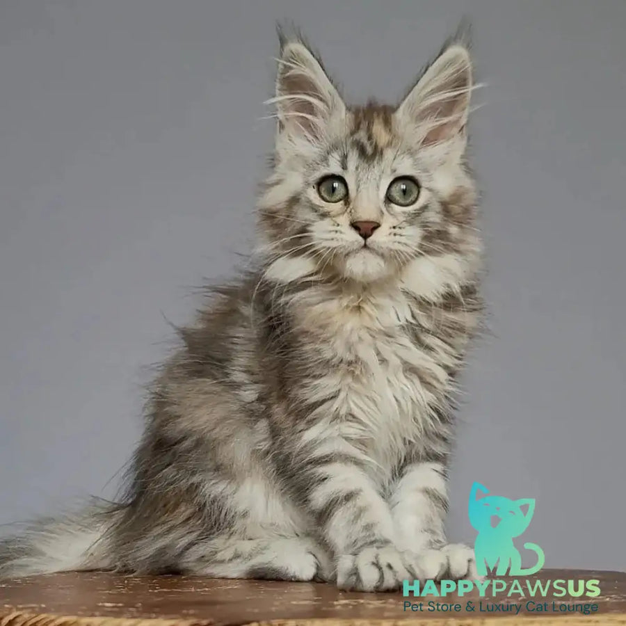 Hizar Maine Coon female black tortie silver tabby - live animals