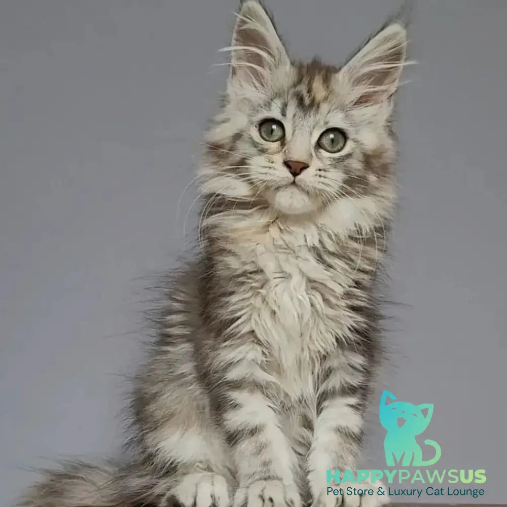 Hizar Maine Coon female black tortie silver tabby - live animals