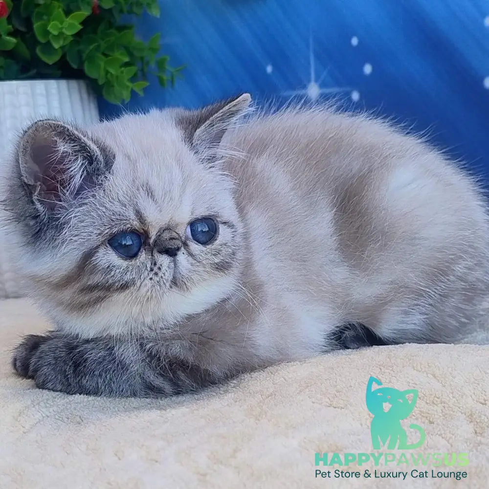 Hloe Exotic female black tabby pointed - live animals