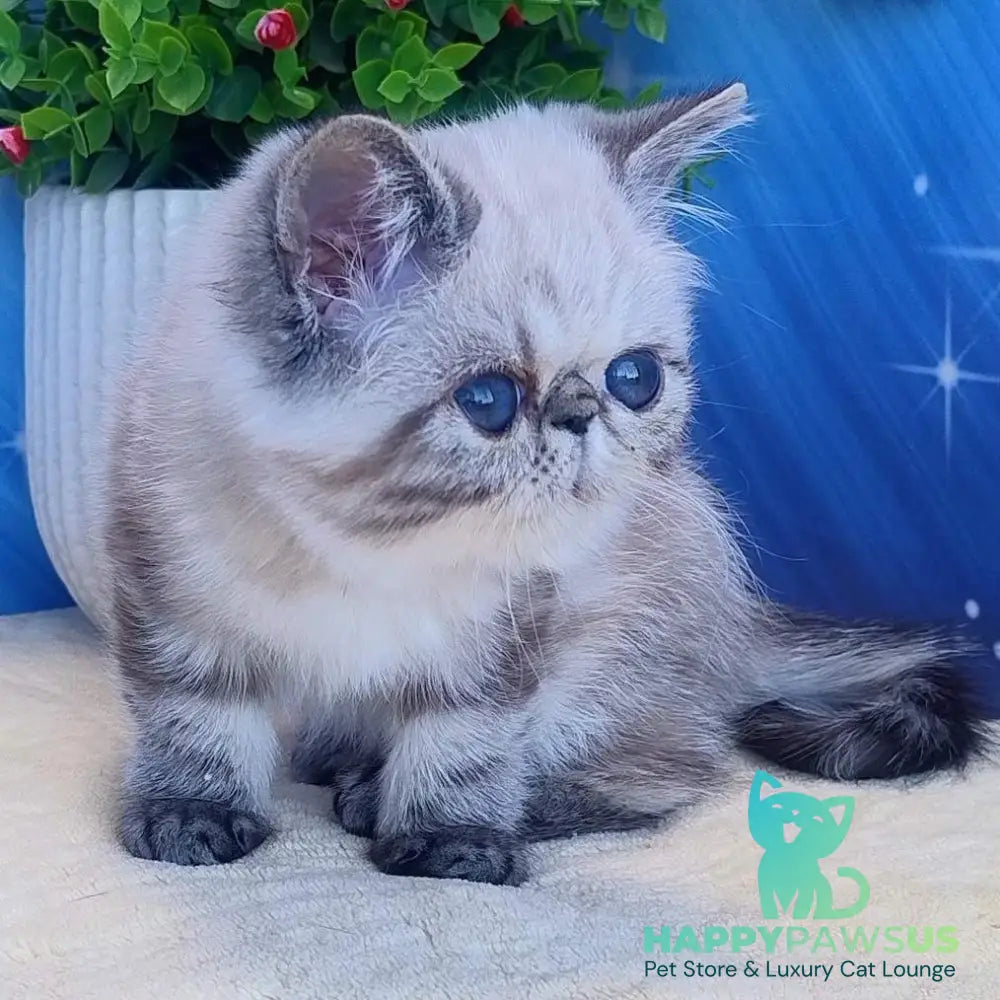 Hloe Exotic female black tabby pointed - live animals