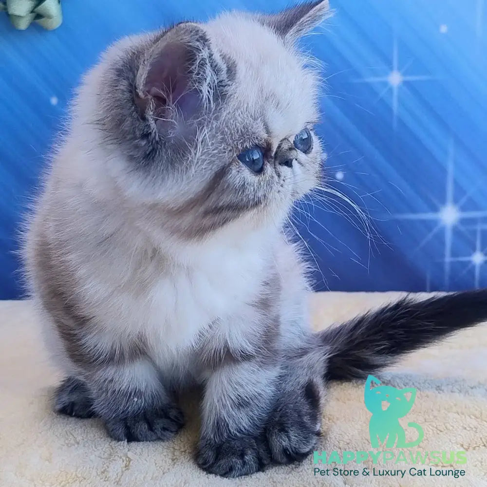 Hloe Exotic female black tabby pointed - live animals