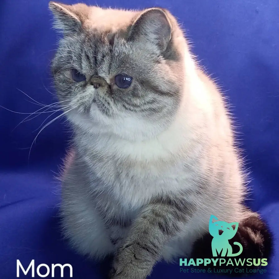 Hloe Exotic female black tabby pointed - live animals