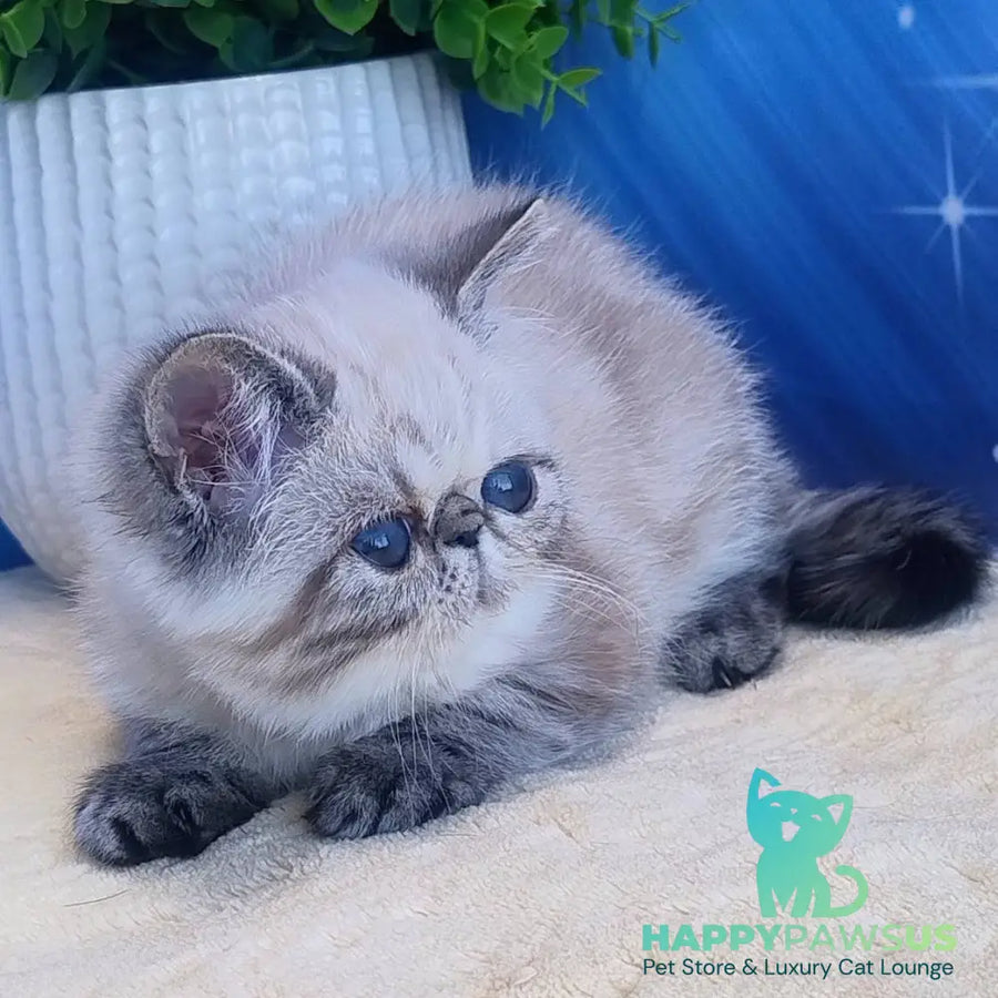 Hloe Exotic female black tabby pointed - live animals