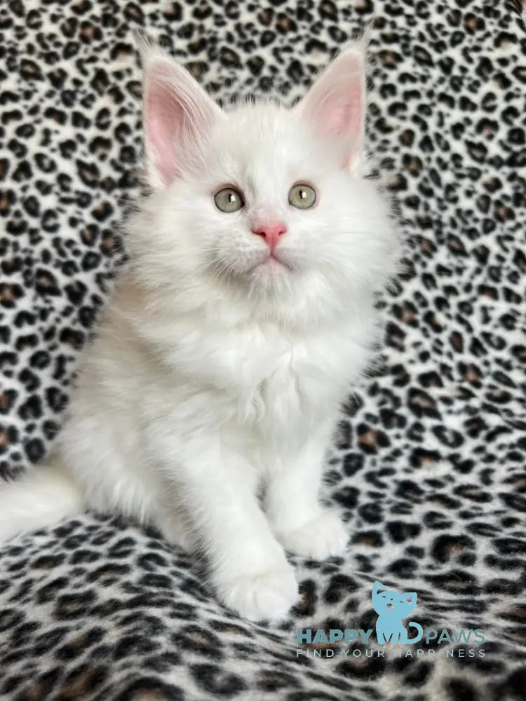 Hloe Maine Coon female white live animals