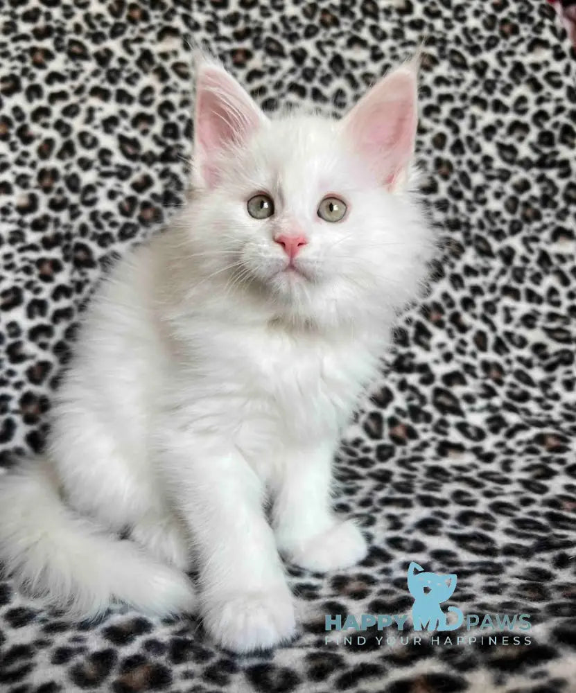Hloe Maine Coon female white live animals