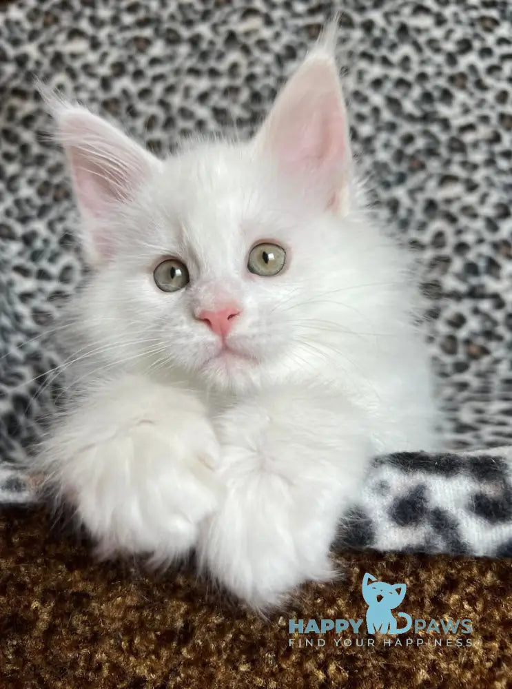 Hloe Maine Coon female white live animals