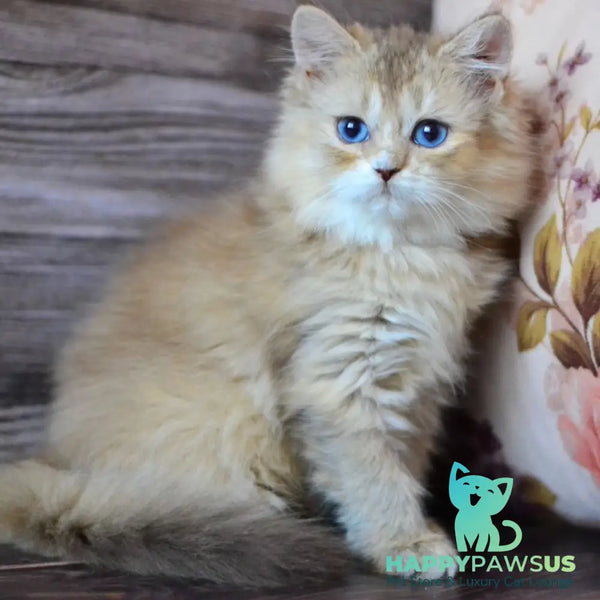 Hloya British Longhair female chocolate golden ticked tabby bicolour - live animals
