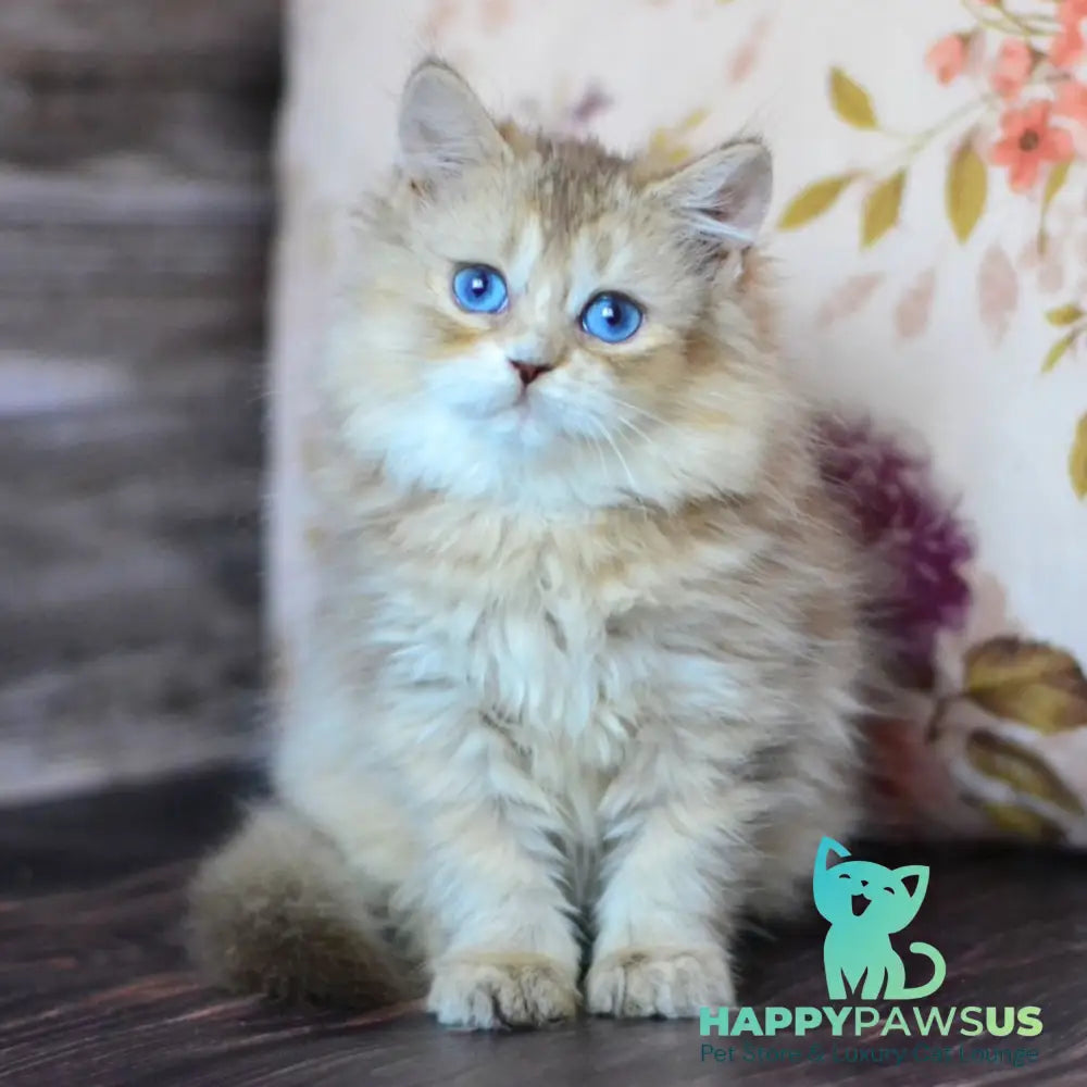 Hloya British Longhair female chocolate golden ticked tabby bicolour - live animals